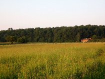 Pogled na šumu Zabrana